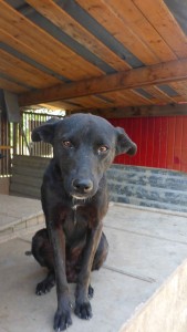 Henrietta (3)