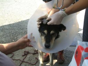 Talpas12 jähriger Shepherd-Mix 4
